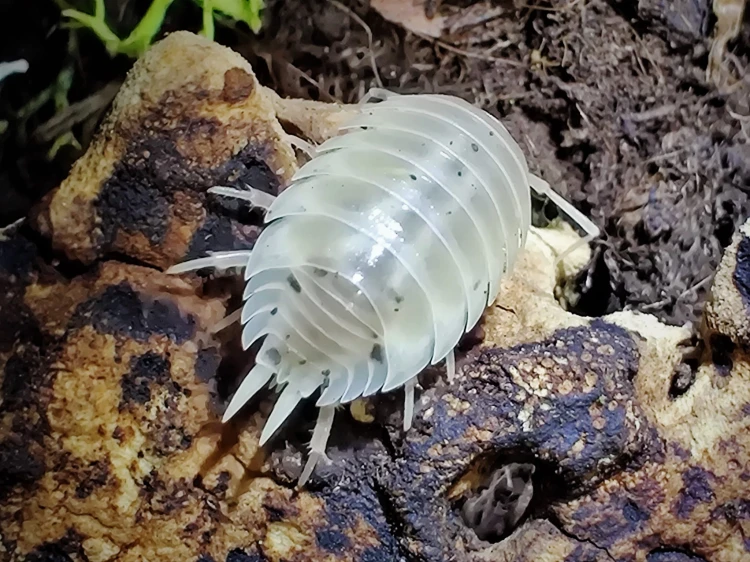 Vue de face en gros plan d'un isopode blanc Porcellio laevis white marchant sur l'écorce.