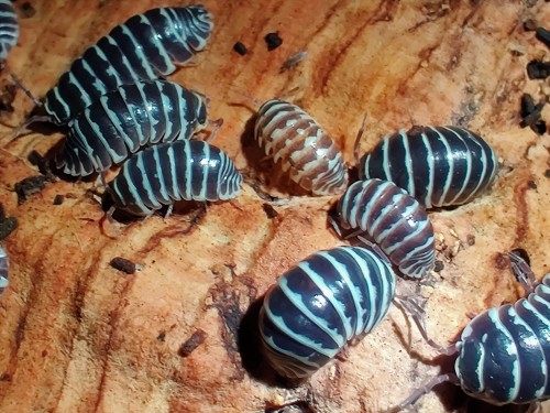 Groupe d'isopodes Armadillidium maculatum avec des rayures noires et blanches sur écorce de chêne
