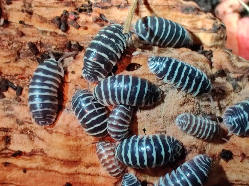 Gros plan sur des isopodes Armadillidium maculatum noirs et blancs sur substrat d'écorce