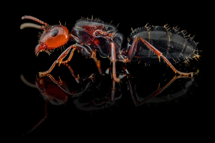 Mrówka camponotus lateralis