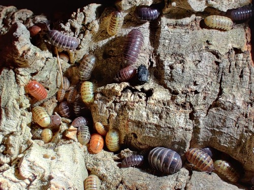 Groupe varié d'isopodes Armadillidium vulgare santa lucia sur écorce de chêne