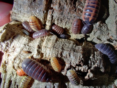 Grand groupe d'isopodes Armadillidium vulgare santa lucia aux nuances brunes et orangées sur l'écorce.