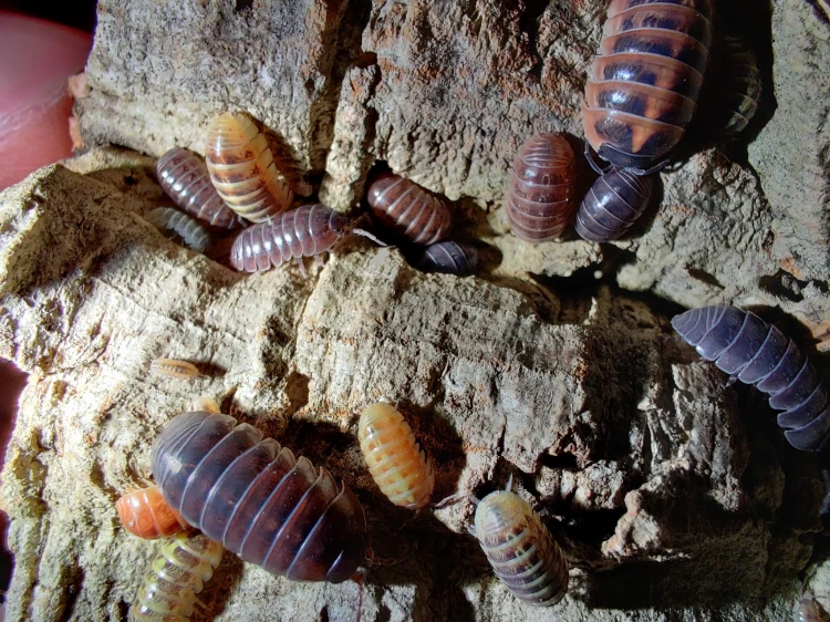 Grand groupe d'isopodes Armadillidium vulgare santa lucia aux nuances brunes et orangées sur l'écorce.