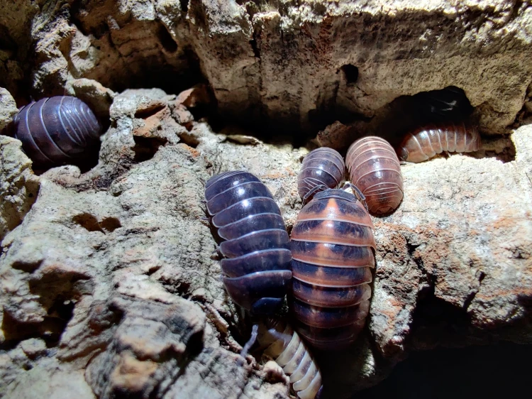 Isopodes brillants Armadillidium vulgare santa lucia de différentes tailles sur de l'écorce de liège.