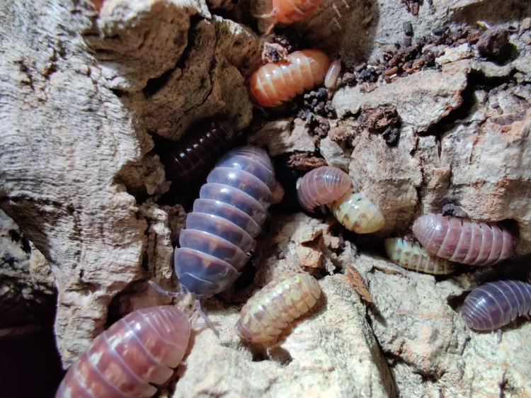 Gros plan d'isopodes Armadillidium vulgare santa lucia montrant des variations de couleur.