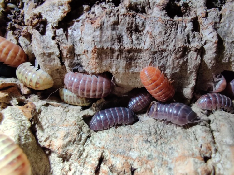 Groupe d'isopodes Armadillidium vulgare santa lucia abrités dans les fentes de l'écorce.