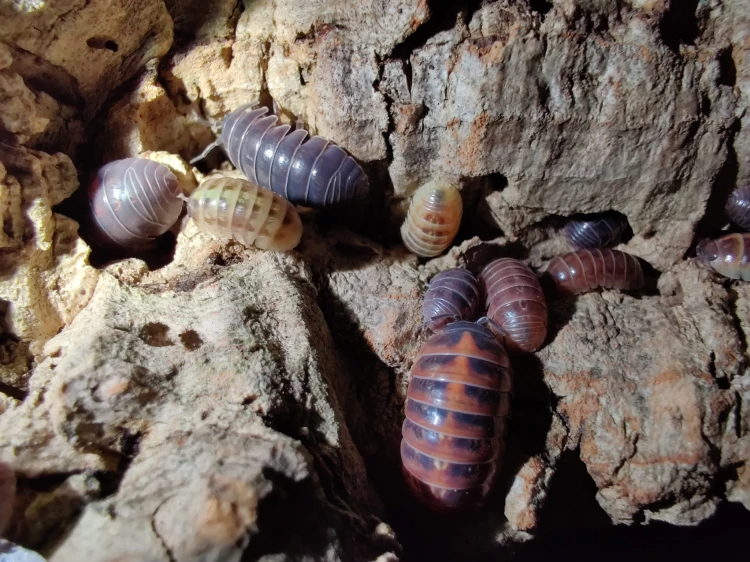 Isopodes Armadillidium vulgare santa lucia aux teintes orange et brune sur l'écorce.