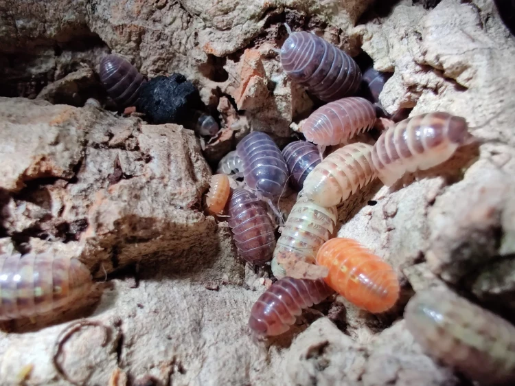 Rassemblement d’isopodes Armadillidium vulgare santa lucia sur du bois naturel.
