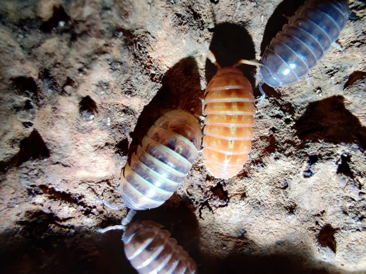 Quatre isopodes Armadillidium vulgare santa lucia présentant des morphes orange, brune et rayée.
