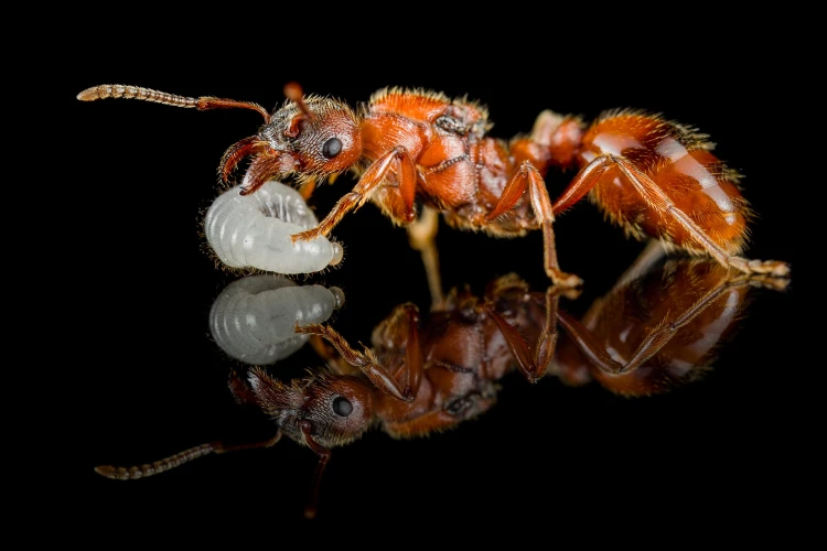 Fourmi Manica rubida rousse tenant une larve sur fond noir réfléchissant