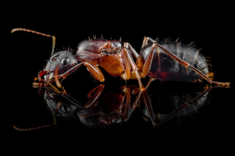 Mrówka camponotus barbaricus.