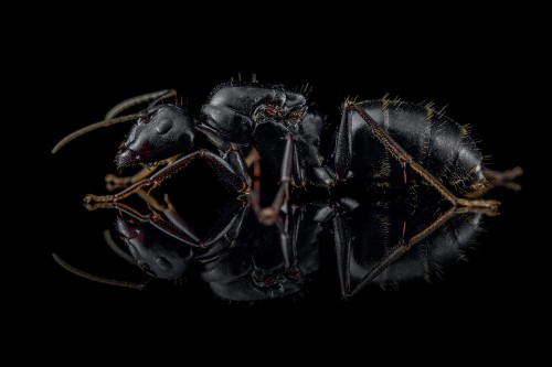 Reine fourmi charpentière asiatique Camponotus japonicus sur fond noir