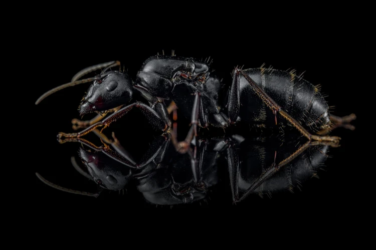 Reine fourmi charpentière asiatique Camponotus japonicus sur fond noir
