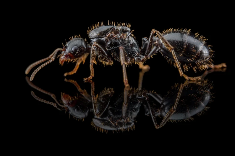 Mrówka messor wassmani.