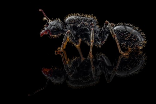 Mrówka messor structor.