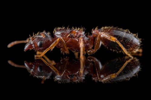 Reddish-brown queen of Pheidole megacephala in profile on black glass reflection