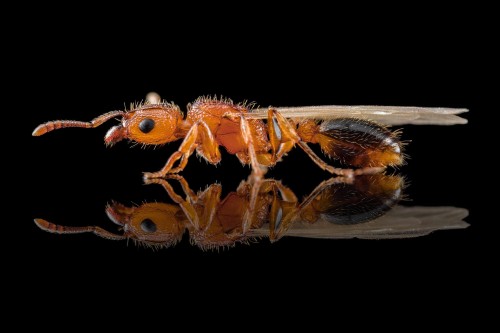 Skrzydlata królowa mrówki Tetramorium bicarinatum na czarnym błyszczącym tle