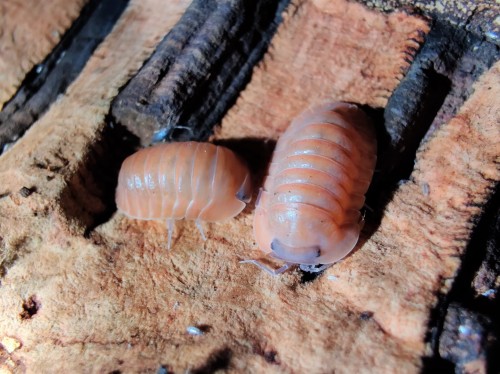 Deux isopodes saumon-rose Cubaris salmon sur plaque d'écorce de liège.