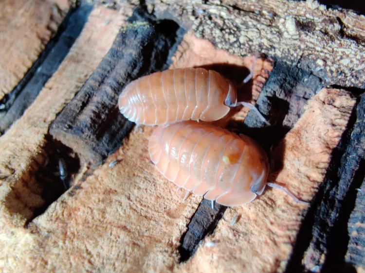 Deux isopodes rose saumon Cubaris salmon sur un morceau d'écorce.
