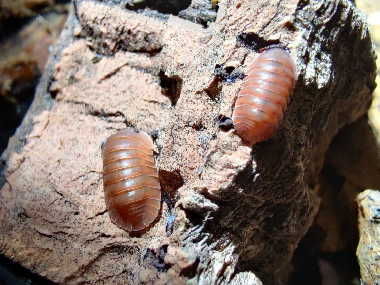 Deux isopodes brillant saumon-orange Cubaris salmon sur écorce craquelée.
