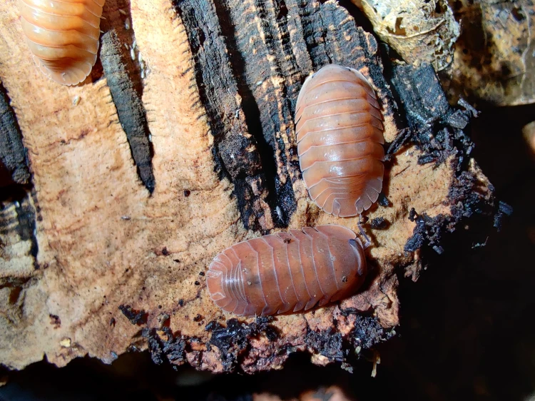 Gros plan sur deux isopodes rose saumon Cubaris salmon sur fragment d'écorce sombre.