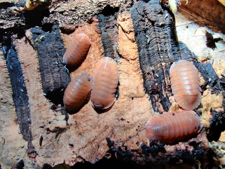 Groupe de cinq isopodes saumon-rose Cubaris salmon sur écorce de liège.