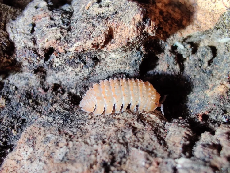 Isopode épineux orange clair Cristarmadillidium muricatum sur écorce vu de profil.