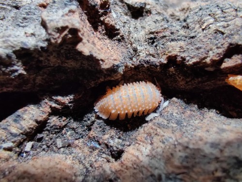 Isopode épineux Cristarmadillidium muricatum dans une crevasse d'écorce de liège.