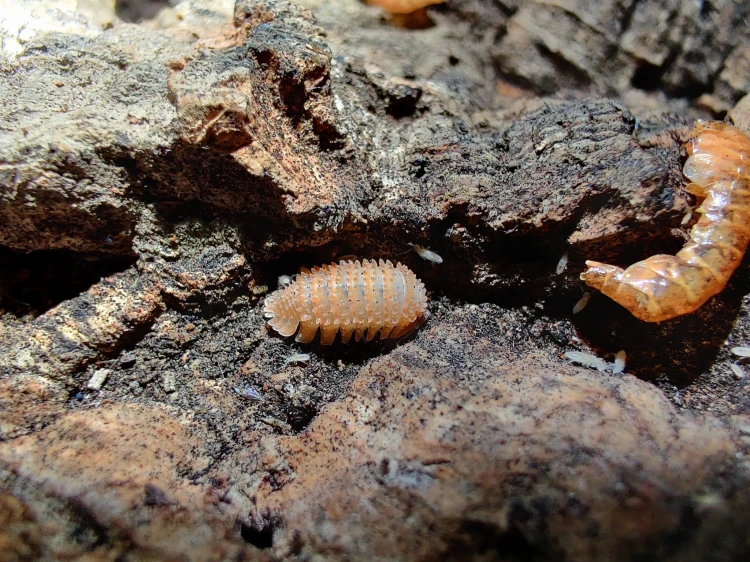 Isopode Cristarmadillidium muricatum à l'armure épineuse à côté d'une mue sur bois.