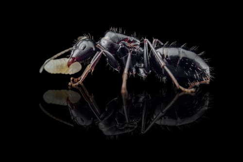 Reine noire de Camponotus foreli tenant une larve blanche dans ses mandibules sur verre noir