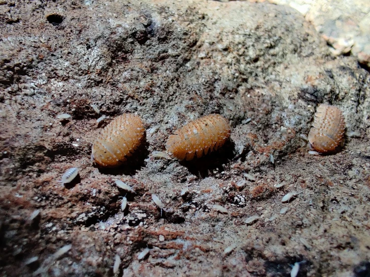 Trois isopodes épineux Cristarmadillidium muricatum sur une surface d'écorce claire.