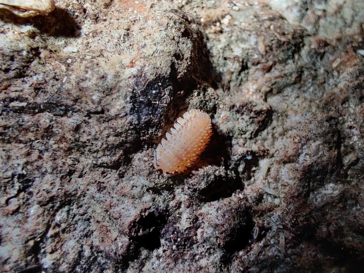Gros plan sur un petit isopode épineux Cristarmadillidium muricatum sur écorce craquelée.