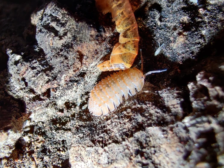 Isopode épineux Cristarmadillidium muricatum sous un morceau de gammare sur bois.