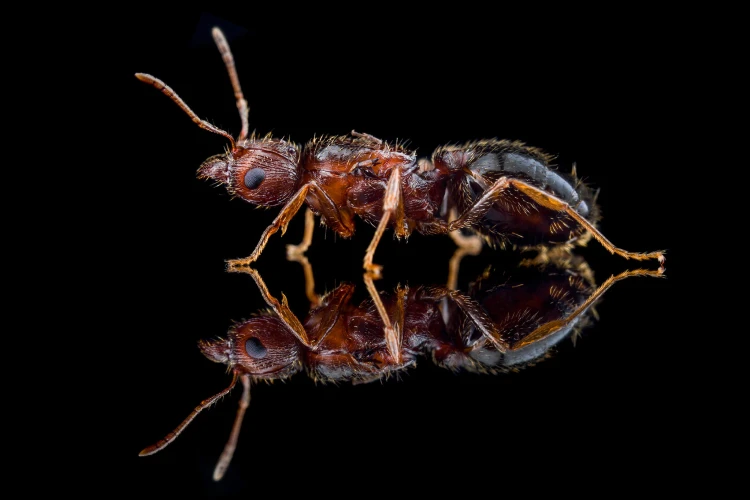 Mrówka pheidole indica.