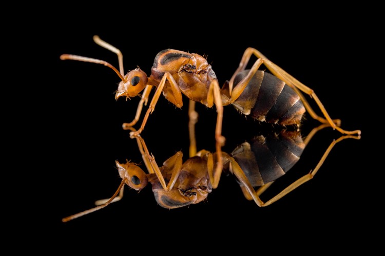 Mrówka Anoplolepis gracilipes.