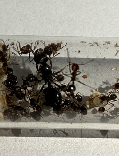 Mrówka messor clivorum.