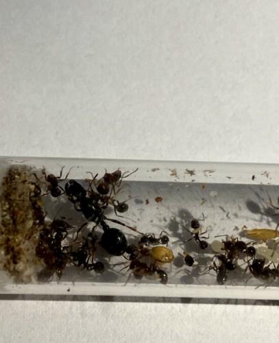 Mrówka messor clivorum