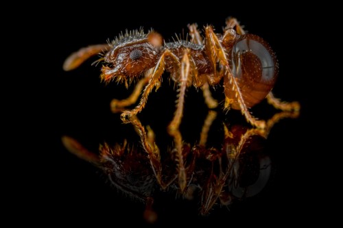 Mrówka pristomyrmex punctatus.