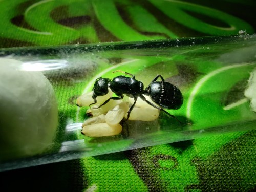Mrówka camponotus vagus.