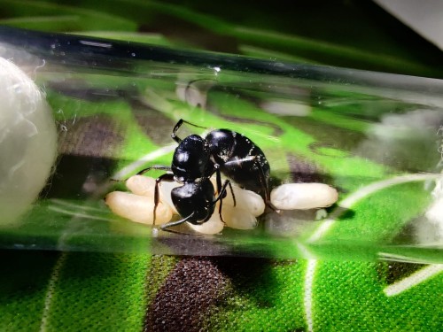 Mrówka camponotus vagus.