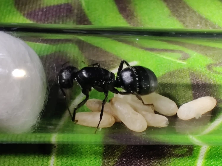 Mrówka camponotus vagus