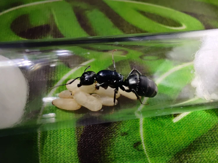 Mrówka camponotus vagus.