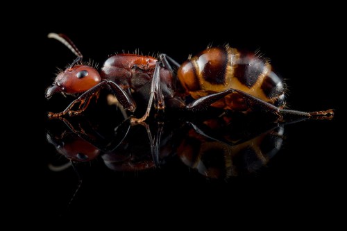 Fourmi Camponotus nicobarensis rouge-brun avec abdomen coloré sur fond noir