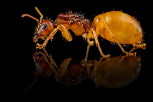 Golden Camponotus fedtschenkoi ant queen on a black reflective background
