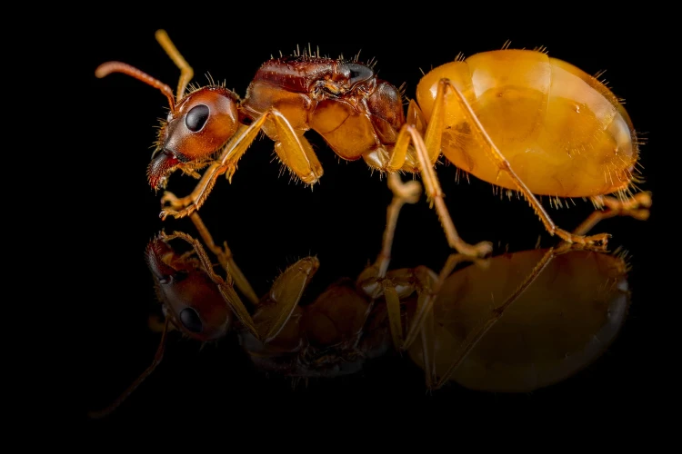 Reine fourmi dorée Camponotus fedtschenkoi sur fond noir réfléchissant