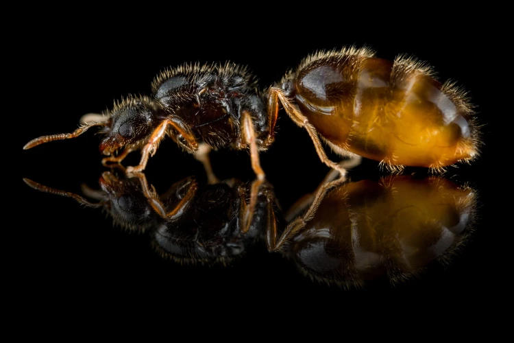 Mrówka Solenopsis fugax.