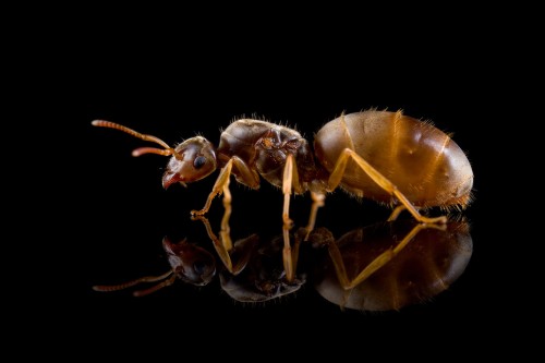 Reine brun doré de Lasius flavus de profil sur verre noir avec reflet