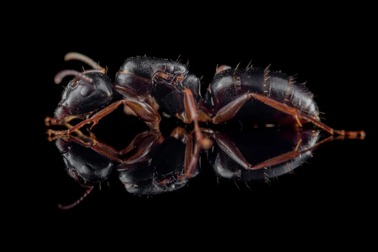 Mrówka Camponotus fallax.