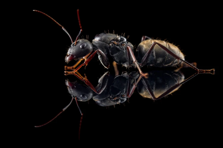 Mrówka camponotus cinctellus