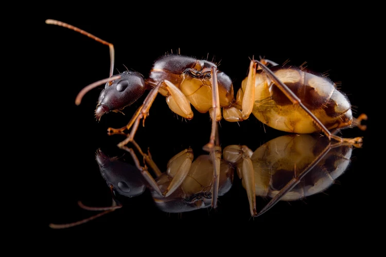 Mrówka camponotus maculatus